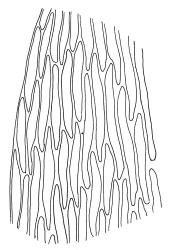 Campyliadelphus polygamus, mid laminal cells at margin. Drawn from S.P. Courtney s.n., 20 Dec. 1986, CHR 106653.
 Image: R.C. Wagstaff © Landcare Research 2014 